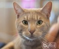 猫不吃不喝的原因及医治