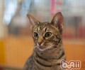 上班族怎样养猫