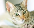 合适新手养的猫有哪些