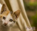 猫抓病的潜伏期是多久