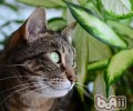 新手养猫需求预备什么