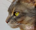 猫咪常见的健康问题你了解多少