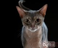 左边胸腔可调查猫咪的心率