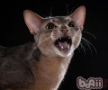 猫咪洗澡全攻略