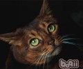怎么挑选合适你的猫咪
