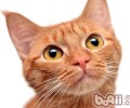 猫咪四个行为剖析