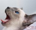 猫咪打架行为剖析