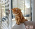 不同猫咪应该吃不同猫粮吗
