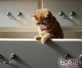 猫咪打针小窍门