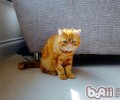 猫咪为什么会口臭