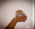 猫咪疫苗接种小常识