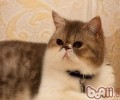 猫咪交配注意事项
