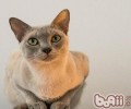 猫咪洗澡3个健康问题