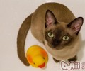 养殖长毛猫好仍是短毛猫好