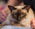 经过6点判别健康猫咪