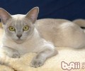猫咪毛发整理办法