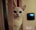 猫咪洗澡时值得注意的几点