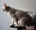 水对猫咪的重要性