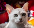 猫咪四种类型叫声