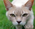 猫咪养分弥补要对号入座
