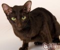 猫咪厌烦的三件事