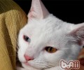 猫咪呼吸困难时该怎么办