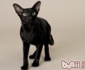 猫咪常见的4个健康问题