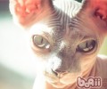 从身体改变判别猫咪是否怀孕