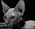猫咪也能够陪你漫步