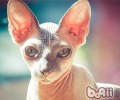 6件让猫咪高兴的事