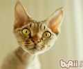 猫咪体温过低可能是风险信号