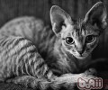 猫咪的心思你了解多少