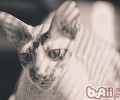 猫咪常见的护理问题