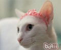 猫咪古怪行为剖析