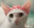 猫咪伤风的防备