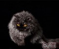 猫咪的眼睛色彩为何不同