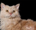猫咪选购的三个小窍门