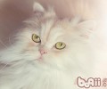 猫咪秋季维护心得