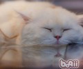 健康猫粮的挑选规范