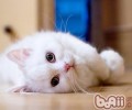 猫咪常见的健康问题有哪些