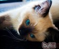 猫咪乱分泌或许另有隐情