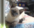 猫咪处方粮怎么选择
