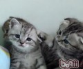 猫咪新环境习惯办法