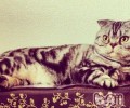 猫咪能吃人的感冒药吗