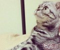 医治猫咪支气管哮喘的办法