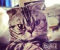 三大原因导致猫咪掉毛