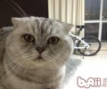 协助猫咪化毛的办法有哪些