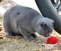 猫咪必备常用药有哪些