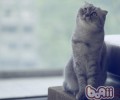 猫咪也有或许感染艾滋病