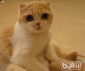 猫狗能够共养吗